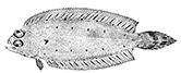 Glyptocephalus cynoglossus_claves.jpg